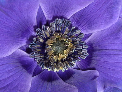 macro photography purple and yellow petaled flower thumbnail