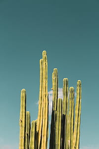 close-up photography of green cactus plant during daytime thumbnail