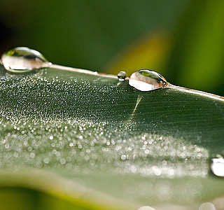 green plant thumbnail