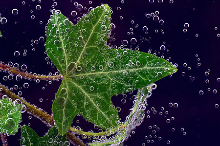 green leaf with bubble HD wallpaper thumbnail