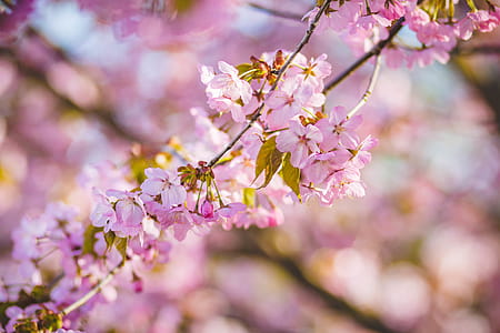 Cherry Blossoms thumbnail