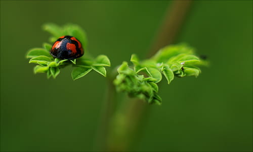 Selective Focus Photography of Ladybug thumbnail
