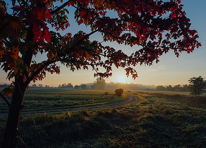 golden hour photography of grass field thumbnail