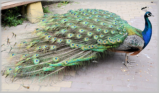 photo of peacock on gray pavement thumbnail