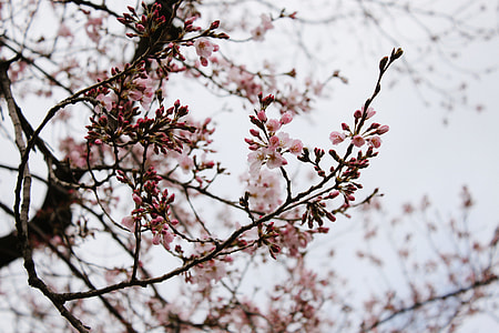 Pink cherry blossom thumbnail