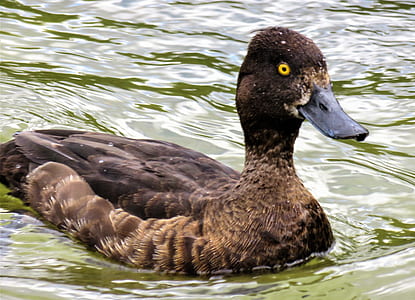 brown duck thumbnail