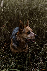 photo of medium-size short-coated tan and grey dog on green grass field thumbnail