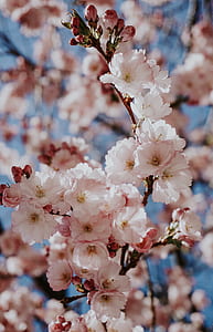 white cherry blossom photography thumbnail