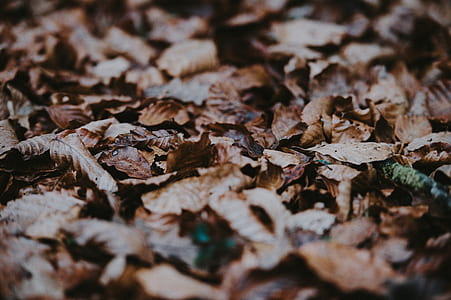 dried leaves covered ground thumbnail