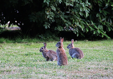 three brown rabbits near grass thumbnail
