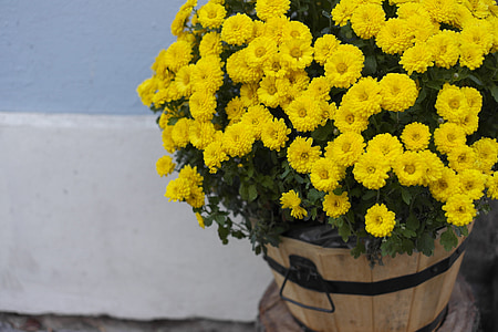 yellow marguerite daisy flowers in bucket thumbnail