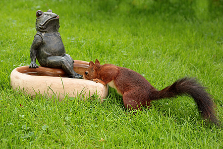 squirrel drinking on brown concrete bowl thumbnail
