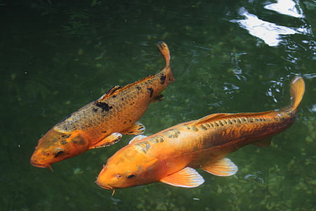 orange koi fishes thumbnail