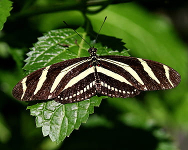 macro photography of zebra longwing butterfly on flower thumbnail