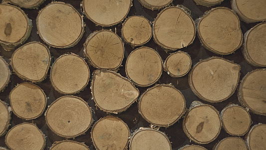 brown tree stumps thumbnail