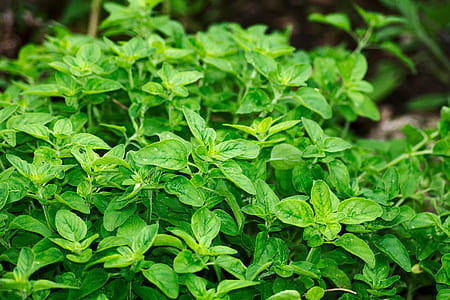 basil plant thumbnail