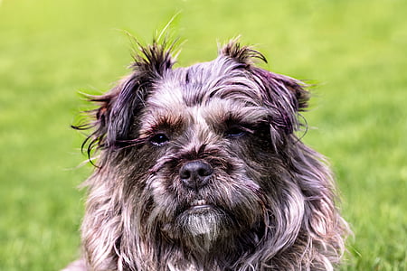 adult gray and white Cairn terrier thumbnail