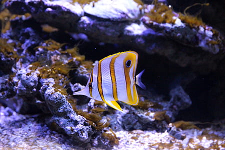 white and yellow tang fish thumbnail