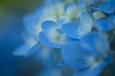 closeup photography of blue-and-white petaled flowers thumbnail