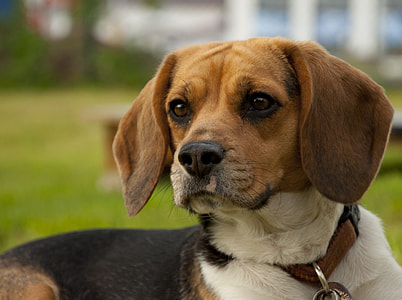 adult tri-color beagle thumbnail