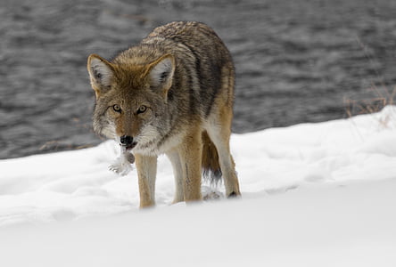 brown and black 4-legged animal standing on snow covered field thumbnail