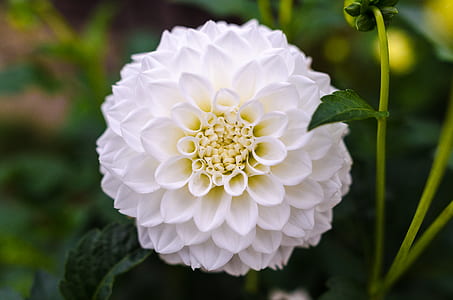 White Ball Dahlia Closeup Photography thumbnail