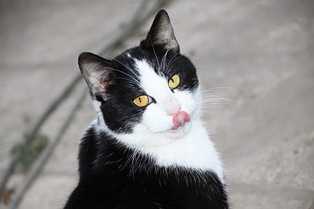 selective focus photography of tuxedo cat showing tongue thumbnail