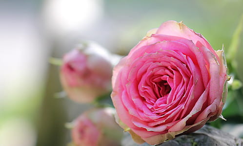 shallow focus of pink flower thumbnail