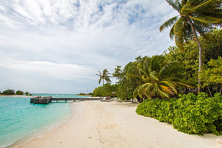 coconut trees on seashore thumbnail