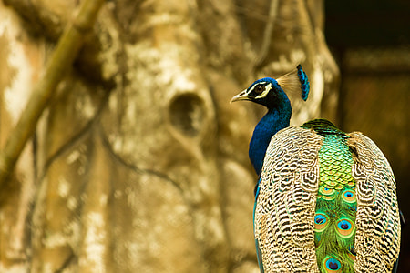 blue and green peacock thumbnail