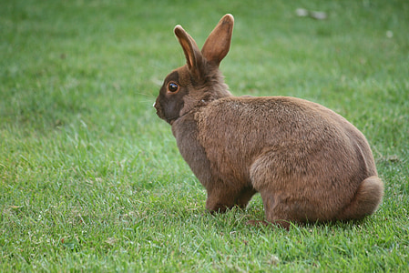 brown rabbit on green grass field thumbnail