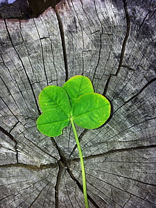 close up photo of green leaf thumbnail