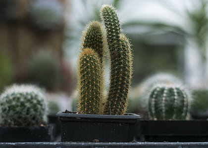 Close-Up Photography of Cactus thumbnail