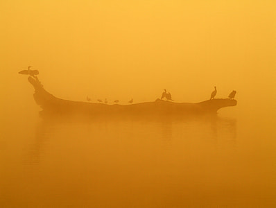 Birds on a log on a lake in the mist thumbnail