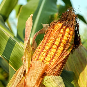 closeup photo of corn thumbnail