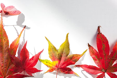 red and green maple leaves thumbnail