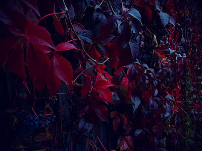 Red Leafed Plants on Gray Wall thumbnail