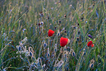 shallow focus photography of red and purple flowers thumbnail