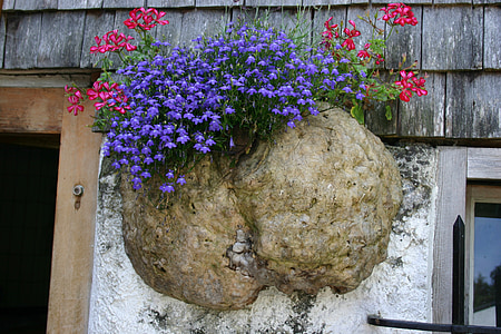 purple and pink petaled flowers grows in middle of rock on wall thumbnail