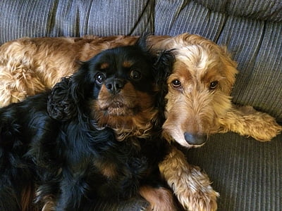 black King Charles Spaniel on gray sofa thumbnail