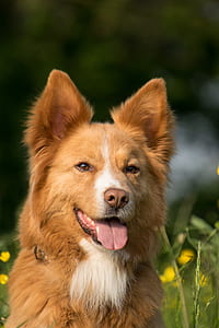 Finnish spitz showing tongue while staying on flower field thumbnail