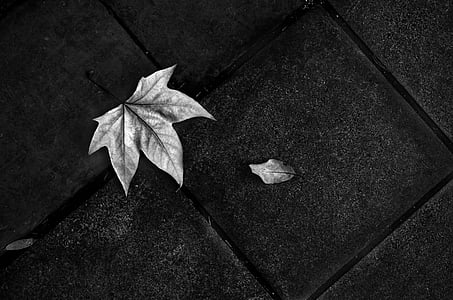 grayscale photo of leaf on road thumbnail