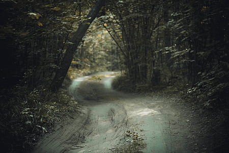 forest thumbnail
