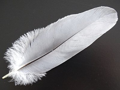 white feather photo thumbnail
