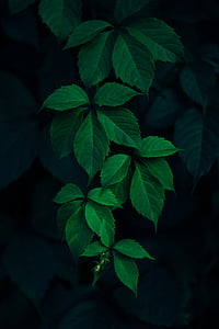 ovate green leafed plant thumbnail