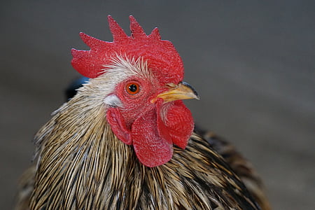 close-up photo of red and black rooster thumbnail