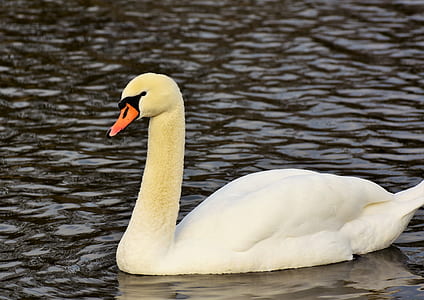 white swan on body of water thumbnail