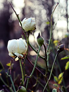 macro photography of white rose flower thumbnail