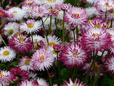 white and red petaled flower thumbnail