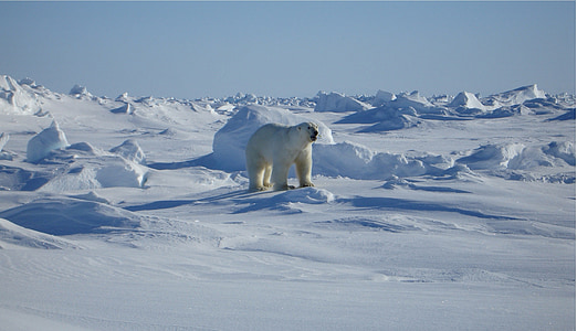 white polar bear thumbnail